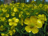 Ranunculus auricomus 13, Gulden boterbloem, Saxifraga-Ed Stikvoort