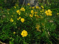 Ranunculus auricomus 16, Gulden boterbloem, Saxifraga-Ed Stikvoort