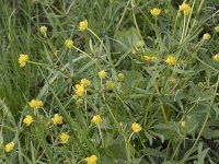 Ranunculus auricomus 29, Gulden boterbloem, Saxifraga-Willem van Kruijsbergen