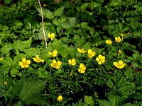 Ranunculus auricomus 4, Gulden boterbloem, Saxifraga-Hans Dekker