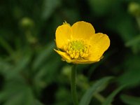 Ranunculus auricomus 5, Gulden boterbloem, Saxifraga-Hans Dekker