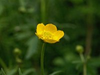 Ranunculus auricomus 6, Gulden boterbloem, Saxifraga-Hans Dekker