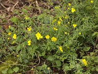 Ranunculus auricomus 9, Gulden boterbloem, Saxifraga-Peter Meininger