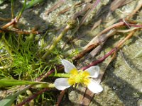 Ranunculus baudotii 4, Zilte waterranonkel, Saxifraga-Rutger Barendse