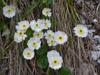 Ranunculus bilobus 2, Saxifraga-Harry Jans