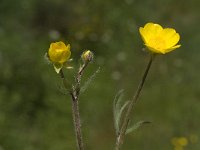 Ranunculus bulbosus 11, Knolboterbloem, Saxifraga-Jan van der Straaten