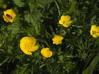 Ranunculus bulbosus 19, Knolboterbloem, Saxifraga-Jan van der Straaten