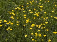 Ranunculus bulbosus 2, Knolboterbloem, Saxifraga-Jan van der Straaten