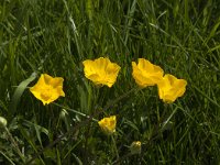 Ranunculus bulbosus 20, Knolboterbloem, Saxifraga-Jan van der Straaten