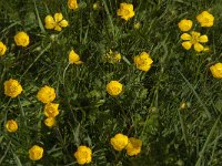 Ranunculus bulbosus 22, Knolboterbloem, Saxifraga-Jan van der Straaten