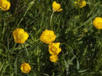 Ranunculus bulbosus 23, Knolboterbloem, Saxifraga-Jan van der Straaten