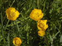 Ranunculus bulbosus 24, Knolboterbloem, Saxifraga-Jan van der Straaten