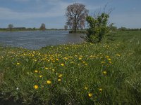 Ranunculus bulbosus 26, Knolboterbloem, Saxifraga-Jan van der Straaten