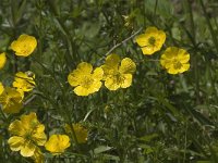 Ranunculus bulbosus 3, Knolboterbloem, Saxifraga-Jan van der Straaten