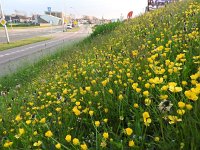 Ranunculus bulbosus 30, Knolboterbloem, Saxifraga-Jelle van Dijk