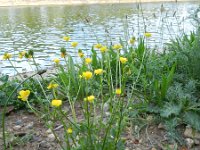 Ranunculus bulbosus 32, Knolboterbloem, Saxifraga-Rutger Barendse