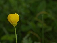 Ranunculus bulbosus 8, Knolboterbloem, Saxifraga-Kees Marijnissen