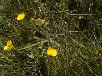 Ranunculus bulbosus 9, Knolboterbloem, Saxifraga-Willem van Kruijsbergen