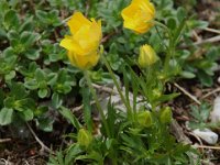 Ranunculus bulbosus ssp bulbosus 7, Knolboterbloem, Saxifraga-Willem van Kruijsbergen