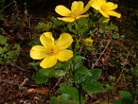 Ranunculus cortusifolius