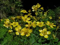 Ranunculus cortusifolius 12, Saxifraga-Ed Stikvoort