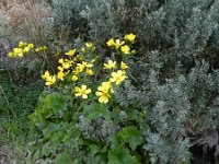 Ranunculus cortusifolius 15, Saxifraga-Rutger Barendse