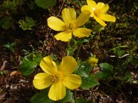 Ranunculus cortusifolius 3, Saxifraga-Ed Stikvoort