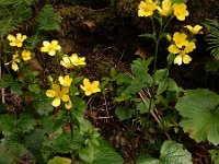 Ranunculus cortusifolius 4, Saxifraga-Ed Stikvoort