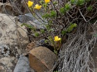 Ranunculus cortusifolius 5, Saxifraga-Ed Stikvoort