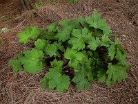 Ranunculus cortusifolius 6, Saxifraga-Ed Stikvoort