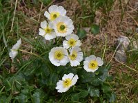 Ranunculus crenatus 2, Saxifraga-Harry Jans  Ranunculus crenatus