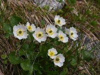 Ranunculus crenatus 4, Saxifraga-Harry Jans  Ranunculus crenatus