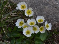 Ranunculus crenatus 7, Saxifraga-Harry Jans  Ranunculus crenatus