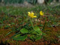 Ranunculus cytheraeus