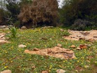 Ranunculus cytheraeus 4, Saxifraga-Ed Stikvoort