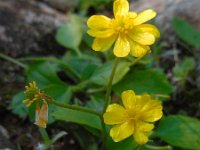 Ranunculus cytheraeus 5, Saxifraga-Ed Stikvoort