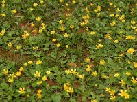 Ranunculus cytheraeus 6, Saxifraga-Ed Stikvoort