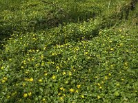 Ranunculus ficaria 14, Speenkruid, Saxifraga-Jan van der Straaten