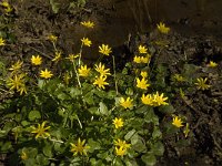 Ranunculus ficaria 16, Speenkruid, Saxifraga-Jan van der Straaten