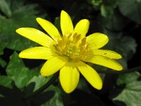 Ranunculus ficaria 17, Speenkruid, Saxifraga-Bart Vastenhouw