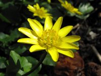 Ranunculus ficaria 18, Speenkruid, Saxifraga-Bart Vastenhouw