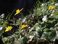 Ranunculus ficaria 24, Speenkruid, Saxifraga-Rutger Barendse