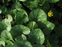 Ranunculus ficaria 25, Speenkruid, Saxifraga-Rutger Barendse