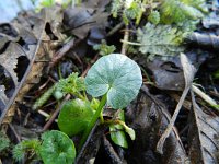 Ranunculus ficaria 26, Speenkruid, Saxifraga-Rutger Barendse