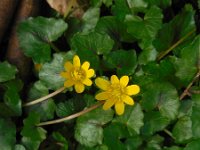 Ranunculus ficaria 31, Speenkruid, Saxifraga-Ed Stikvoort