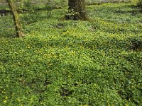 Lesser celandine (Ranunculus ficaria), covering park floor  Lesser celandine (Ranunculus ficaria), covering park floor : floral, flower, Growth, plant, spring, yellow, celandine, covering, green, natural, nature, park, ranunculus ficaria, flora, springtime, lesser celandine