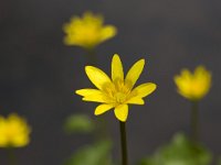 Speenkruid  Ranunculus ficaria. : Growth, Spring, Springtime