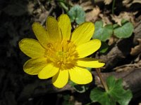 Ranunculus ficaria ssp ficariiformis 11, Saxifraga-Rutger Barendse