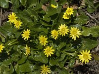 Ranunculus ficaria ssp ficariiformis 3, Saxifraga-Jan van der Straaten