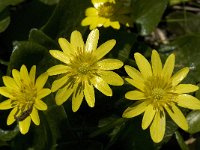 Ranunculus ficaria ssp ficariiformis 4, Saxifraga-Jan van der Straaten